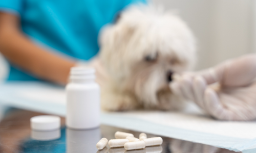 Boost Your Pup’s Health Naturally with Native Pet Supplements