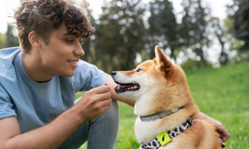 Say Goodbye to Excessive Barking with Bark Be Gone: The Ultimate Solution for Dog Owners