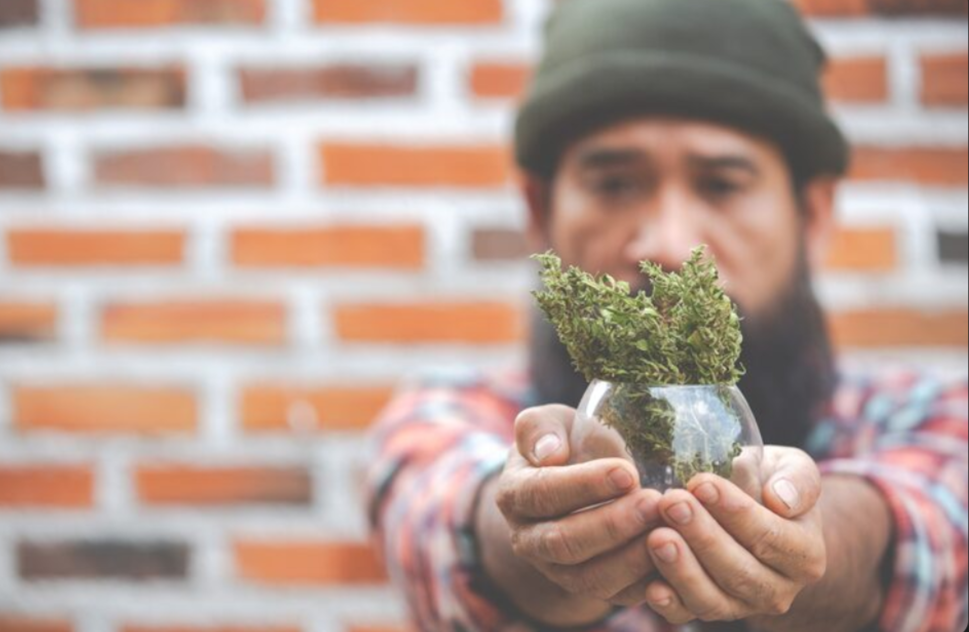 Cheech and Chong's Cannabis Co.: Legendary Cannabis Products