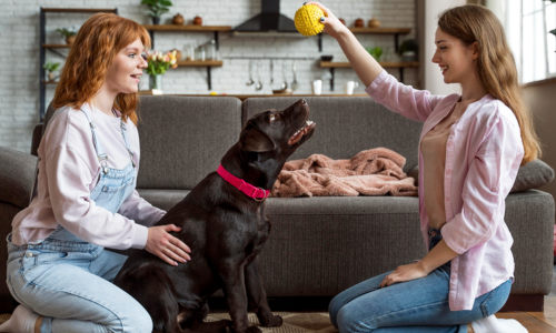 Why PetSnowy Makes Pet Care Easier